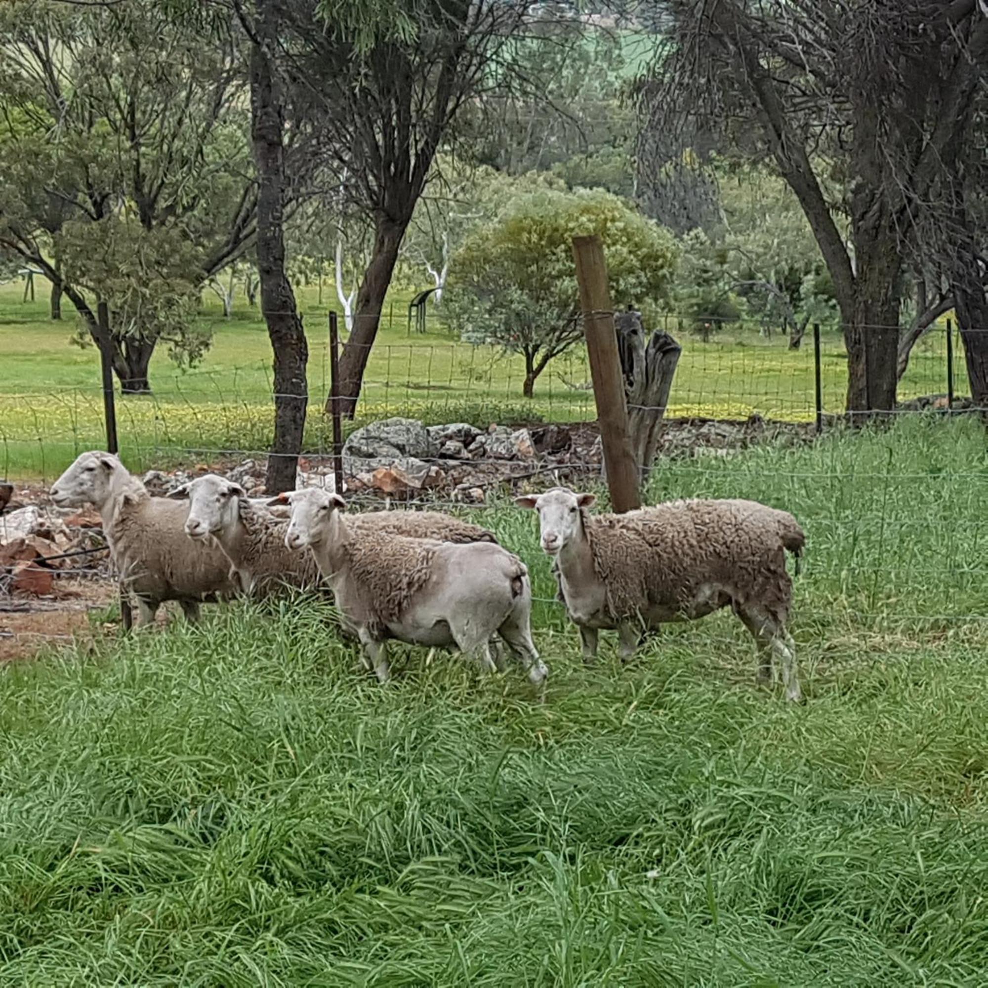 Pecan Hill Bnb Toodyay Exterior foto